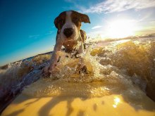 Urlaub mit Hund Chiemsee, © pixabay