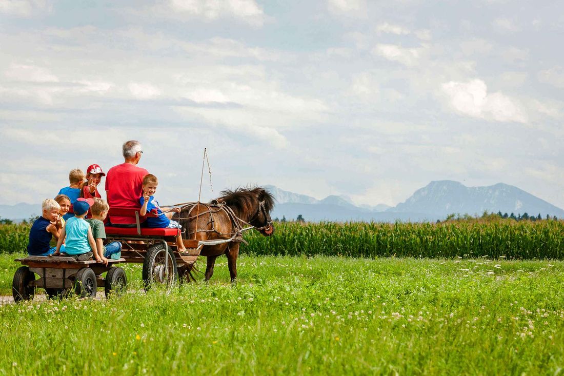 Tiere am Hof