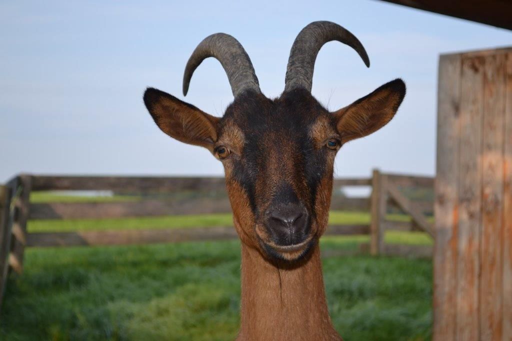 Hoftiere