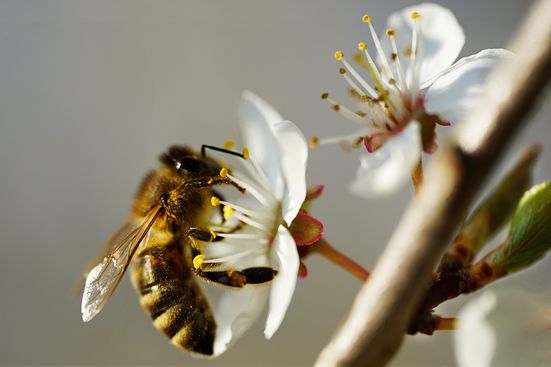 welt-der-bienen-bild-pixabay