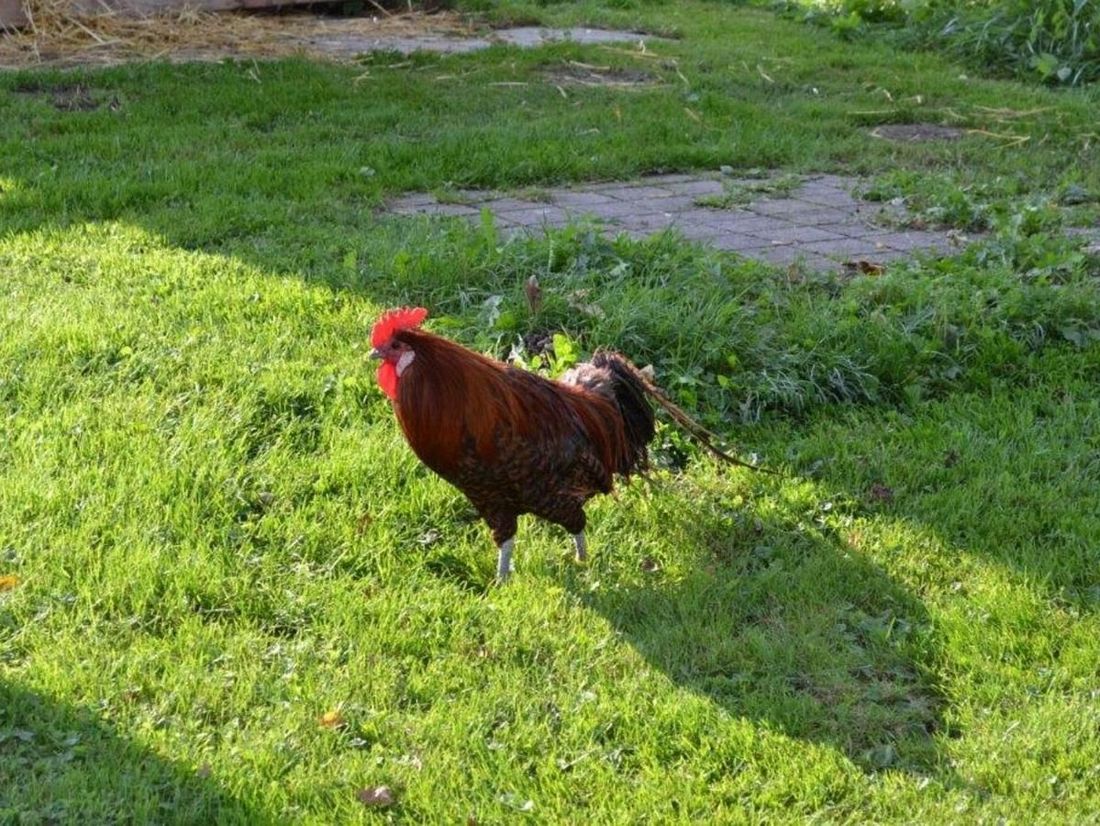 Hoftiere