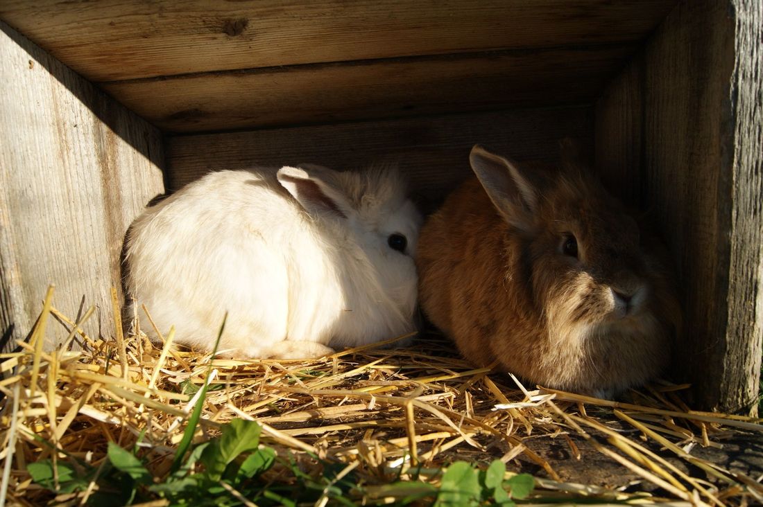 Hoftiere