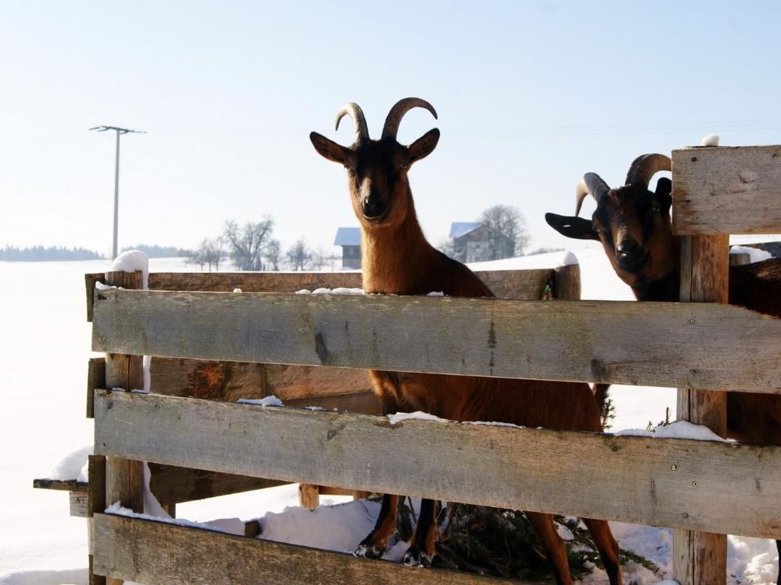 Hoftiere