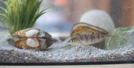Muschel und Fisch