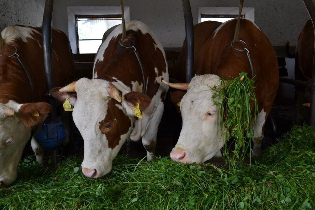 Hoftiere