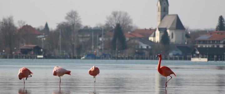 Flamingobesuch in Seebruck März 2015, © Tourist-Information Seebruck