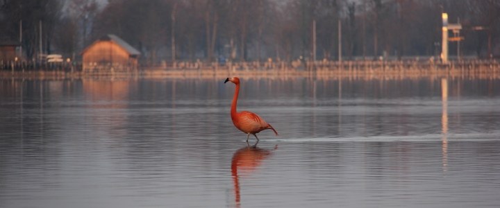 Flamingobesuch in Seebruck März 2015, © Tourist-Information Seebruck
