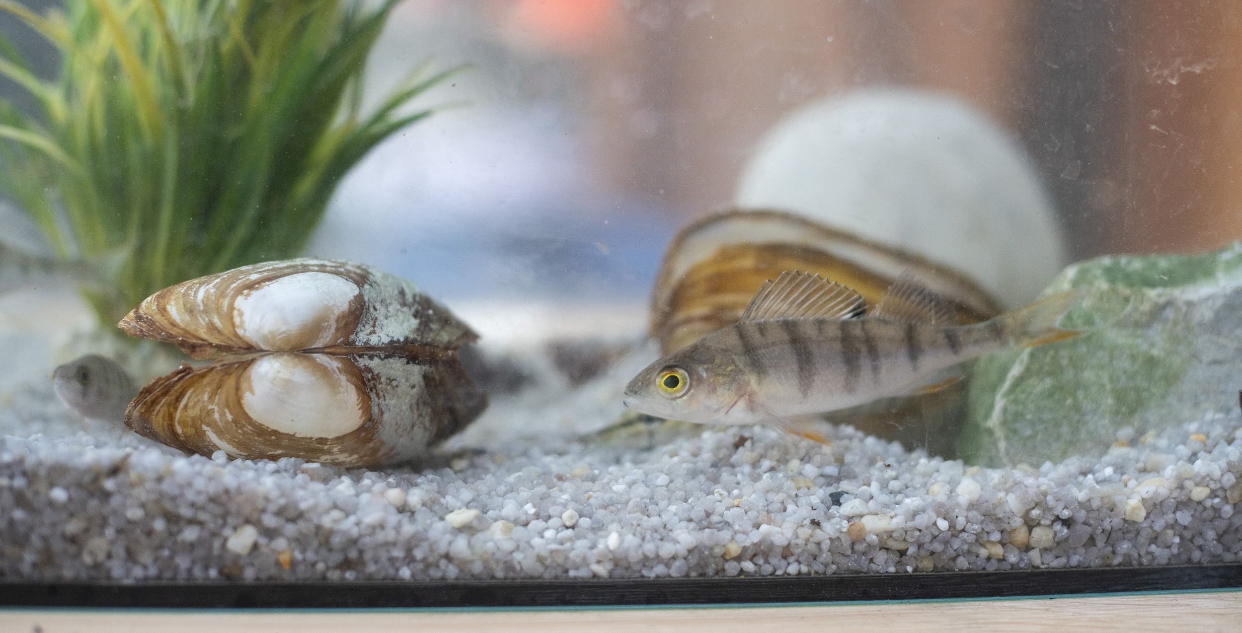 Muschel und Fisch