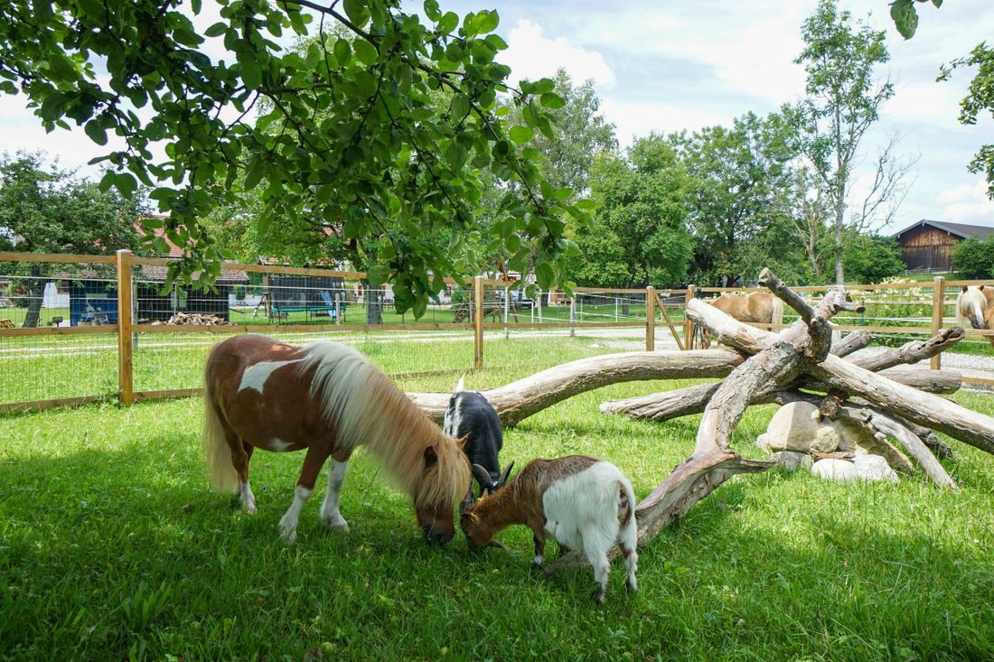 Tiere auf dem Hof