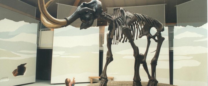 Mammutskelett Mammut Museum Siegsdorf, © Gemeinde Siegsdorf