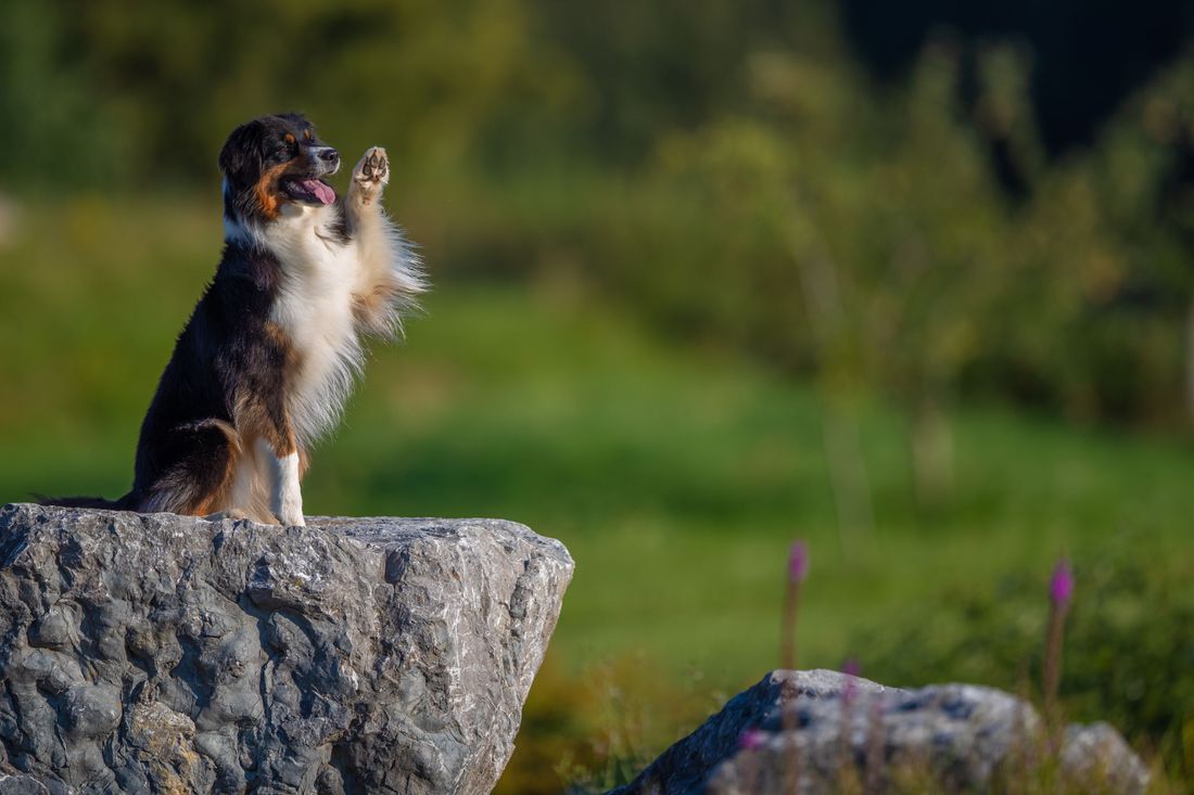 Willkommen Hunde