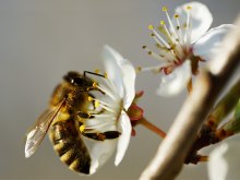 Welt der Bienen, © Pixabay