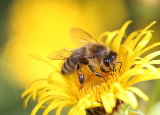 welt-der-bienen-bild-pixabay_2026